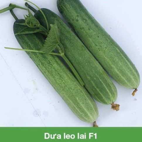 Hạt Giống Dưa Leo Lai 757