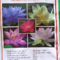Sen mini nhật mix màu