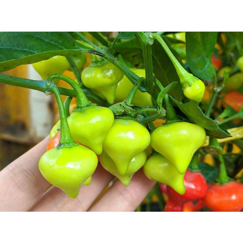 Bầu cây giống ớt sừng vàng, trái tim siêu đẹp để ăn hoặc làm cảnh
