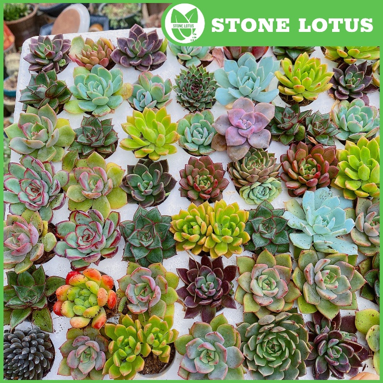 Sen Đá Mini 3-5cm Đủ Loại, Đá Cam, Đá Nâu, Kim Cương, Haworthia, Dạ Quang, Dù Tròn, Ruby, Kim Tuyến,...