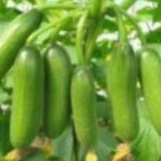 HSVN Hạt giống dưa chùm  HGNTD
