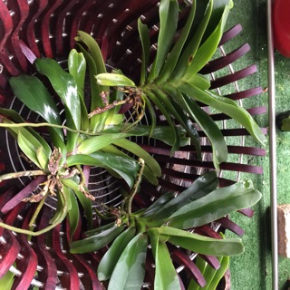 Phong lan ngọc điểm cây bự