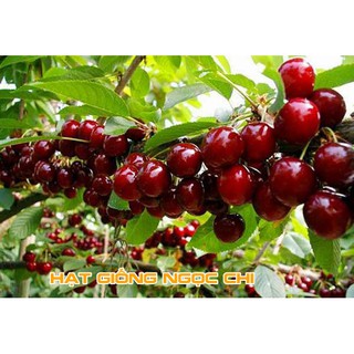 Hạt Giống Quả Anh Đào (Cherry) - 10 Hạt