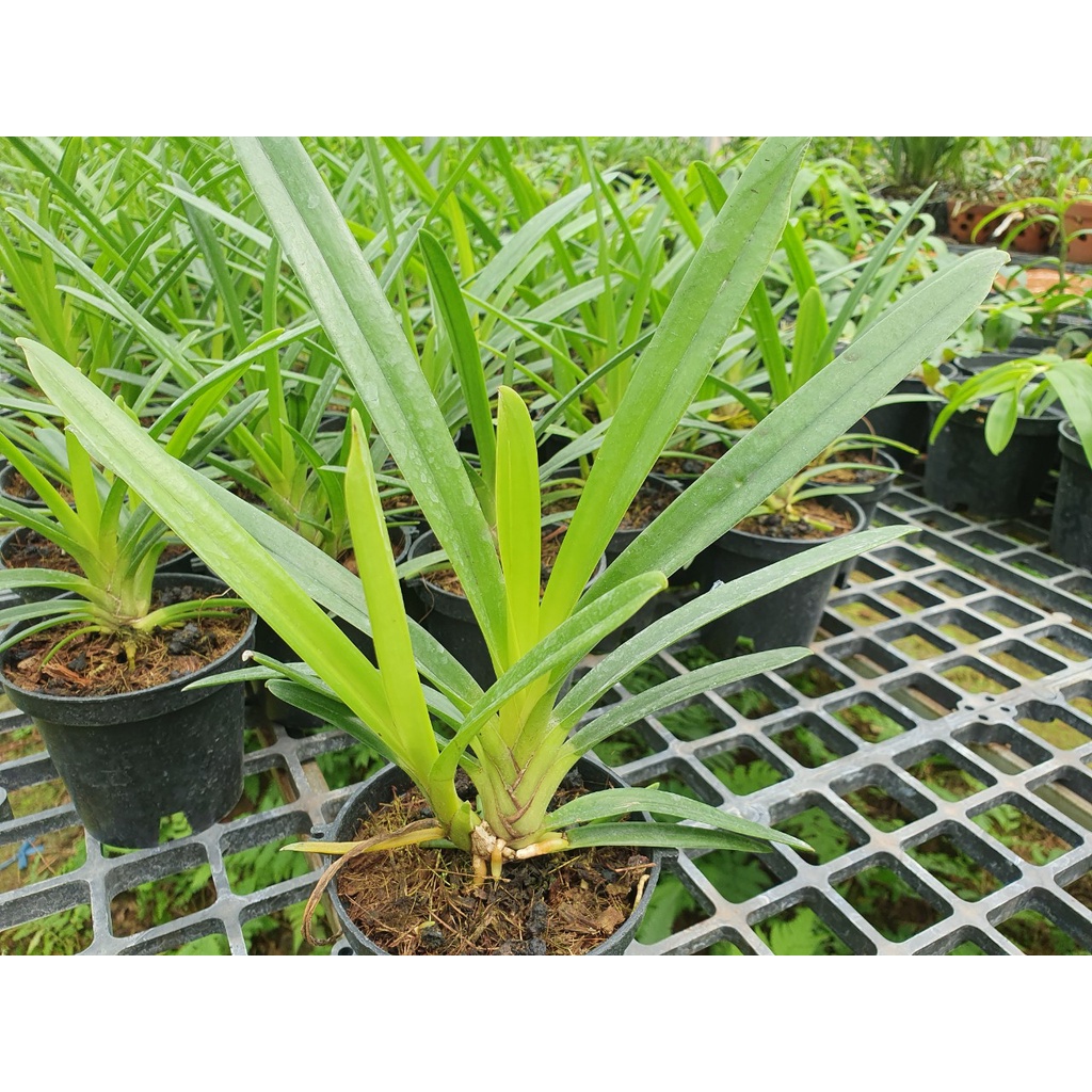 6 loại lan kiếm phan trí, xanh huế, vị hoàng chậu to ...