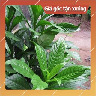 Hạt giống cây xương sông