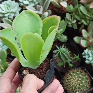 Sen đá sen bèo và bèo viền hồng (Đọc mô tả)