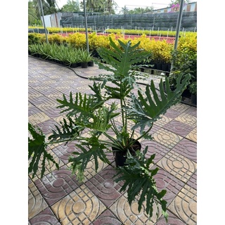 trầu bà thanh xuân