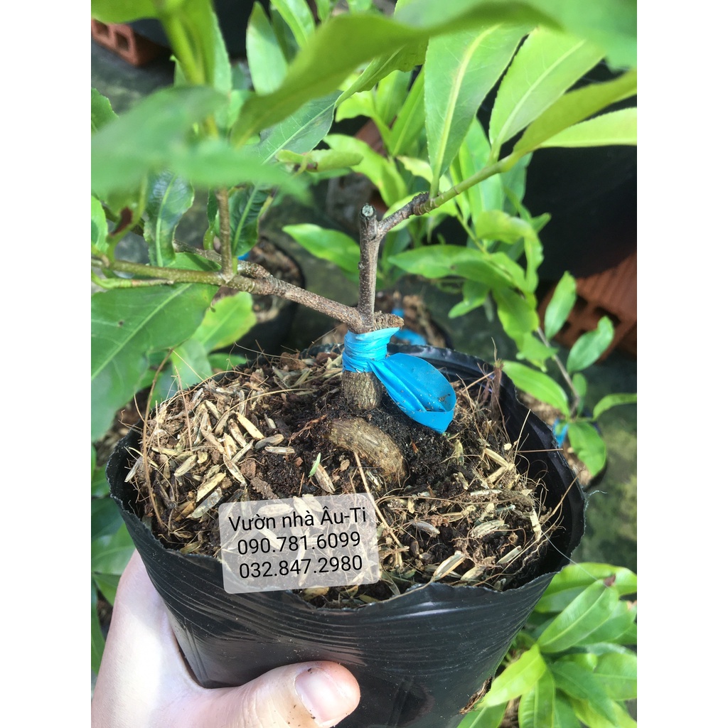 Mai cúc thọ hương bonsai mini