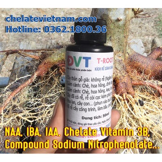 T-ROOT 100% (V02) - Dung dịch siêu kích thích ra rễ (chai 50ml)