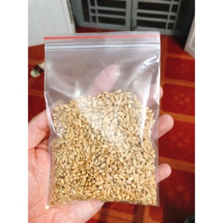 Hạt giống cỏ mèo 1kg