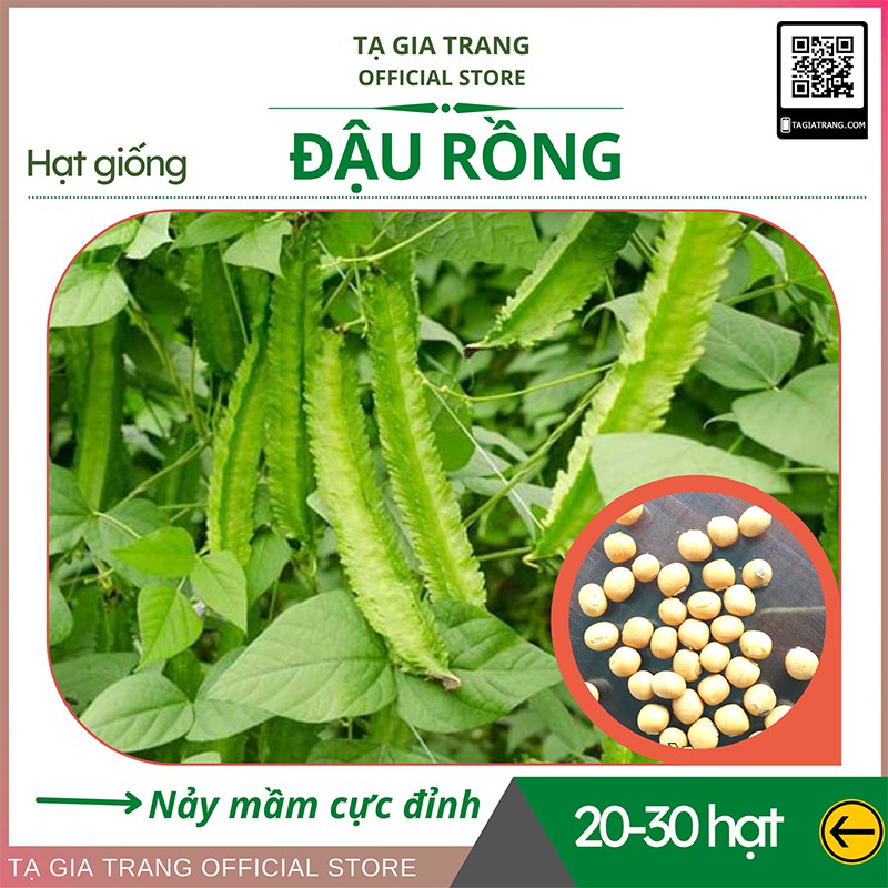 Hạt giống đậu rồng (đậu khế) cao sản, ngon giòn - Shop hạt giống Tạ Gia Trang