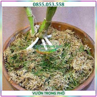 Combo 2 túi rêu rừng trồng lan
