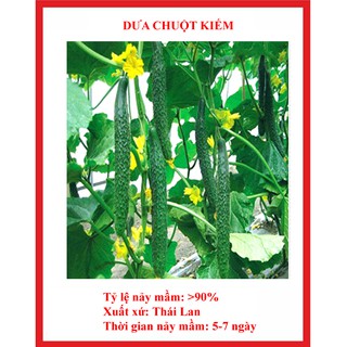 hạt giống dưa chuột dài nhật gói 20 hạt