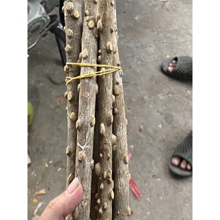 cầu  gạo cho chim đứng