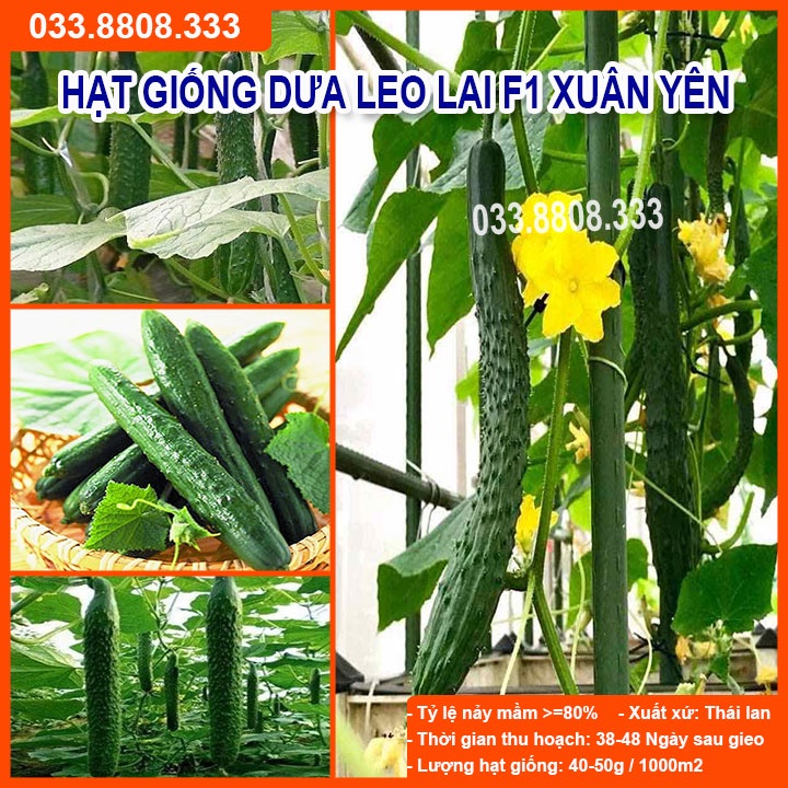 Hạt Giống Dưa Leo Lai Xuân Yên F1 1gram- Dưa Quả Dài Đẹp Năng Suất Cao