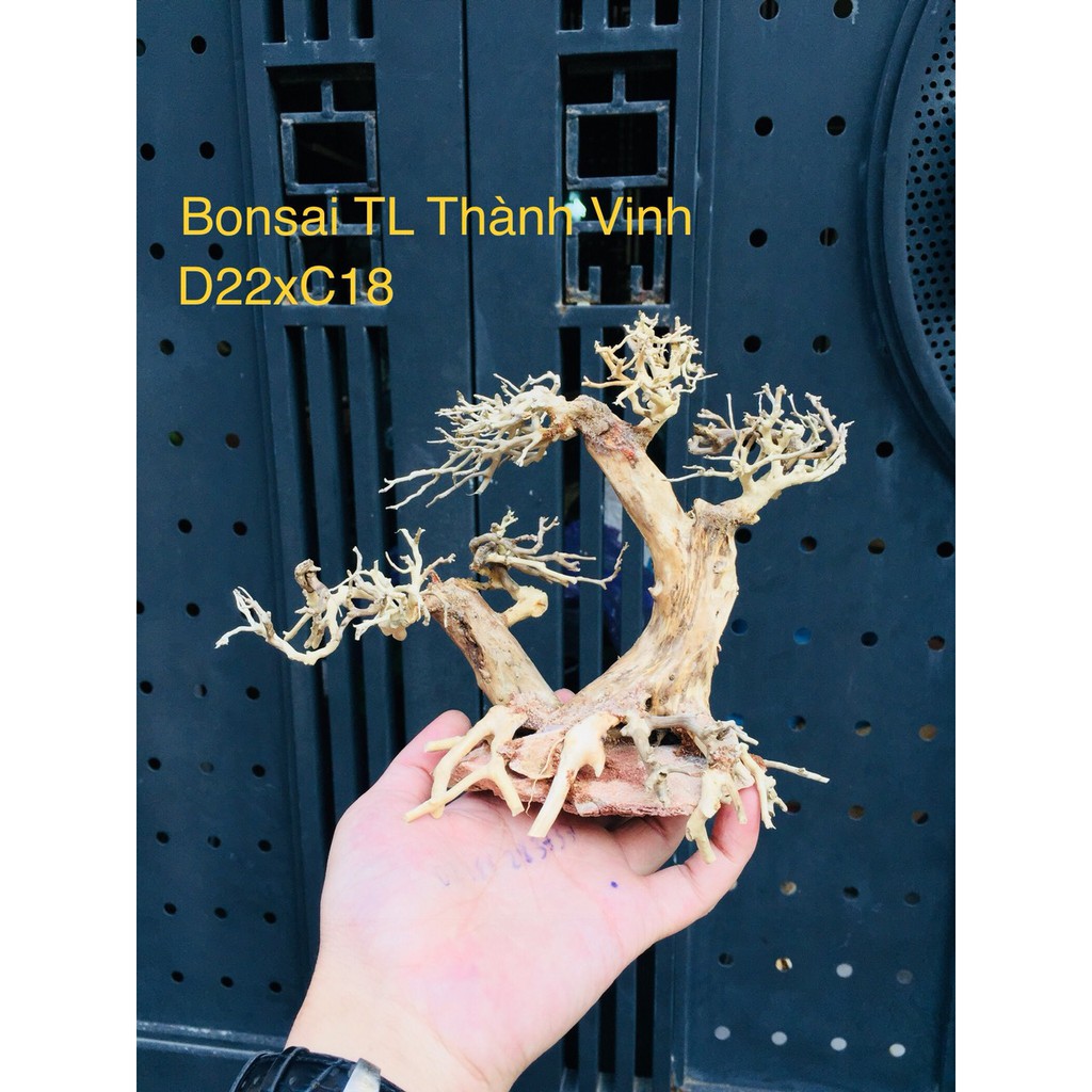 Bonsai Lũa Gỗ bể cá Thủy sinh siêu rẻ