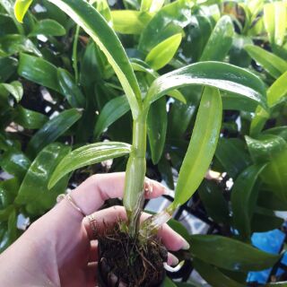Lan giống denro màp