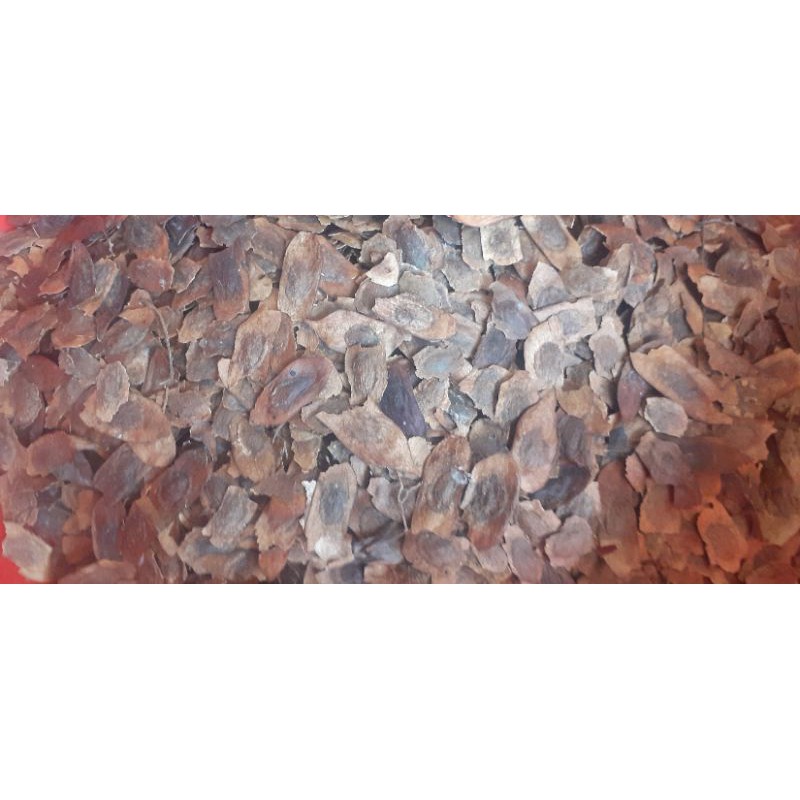 500gram sưa đỏ giống