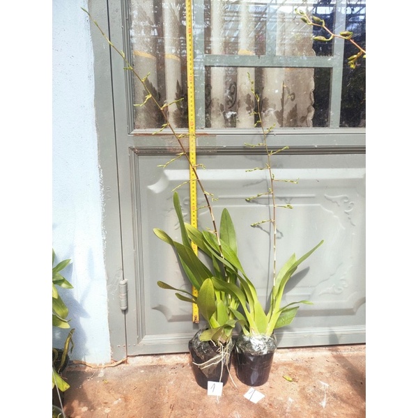 Lan vũ Nữ Anh Đào thơm chậu đang vòi hoa