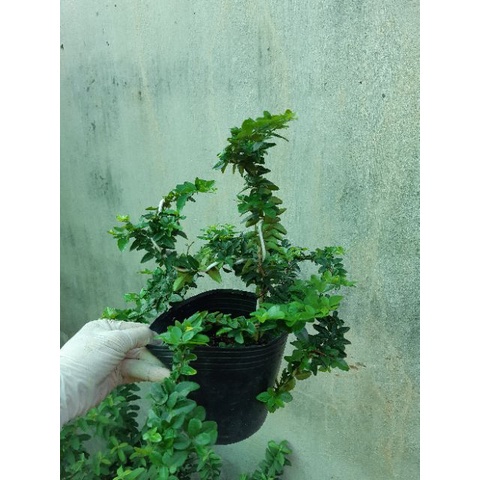 Cây kim quýt thái bonsai - Cây cảnh để bàn - caykiengsadec