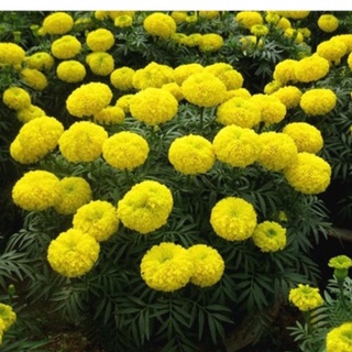 Hạt giống hoa Vạn Thọ vàng chanh Lùn F1 ( 30 hạt - Chiều cao dạng cây Lùn 40cm - 50cm )