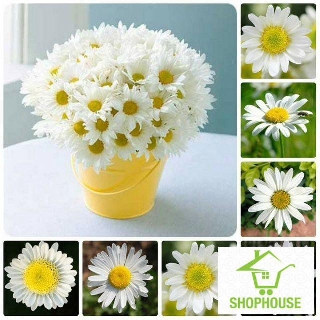 shophouse Gói 100 hạt giống  hoa cúc họa my  SHOP HOUSE  TẾT KHUYẾN MẠI