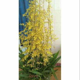 Vũ Nữ Mật Ngọt Vàng Đang Vòi, Cây Bụi