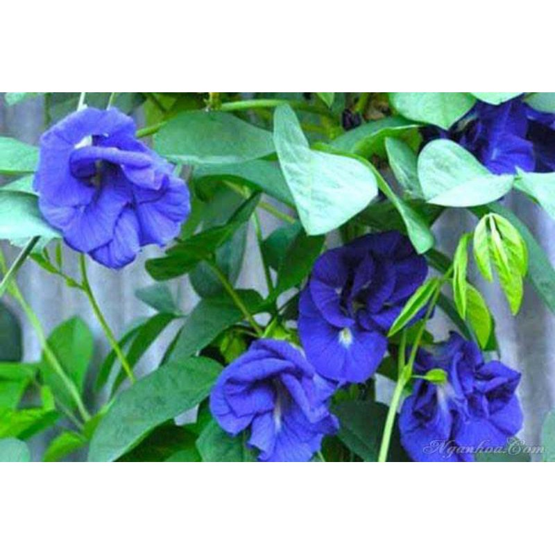 HẠT GIỐNG HOA ĐẬU BIẾC KÉP GÓI 10 HẠT (TÚI ZIP)