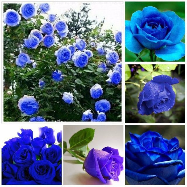 hạt giống hoa hồng leo xanh 10 hạt ĐẠI GIẢM GIÁ TẾT