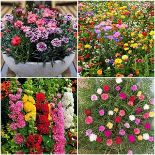200 hạt giống hoa dại mix