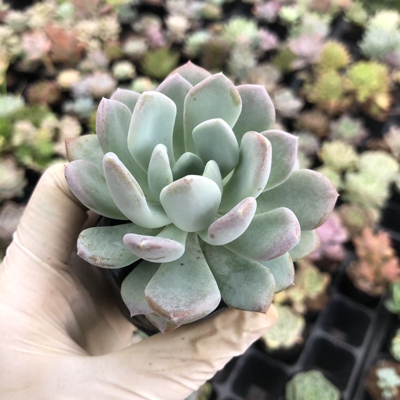 Sen Đá Cúc Xoáy Size Bầu 5cm Hư 1 Đổi 1