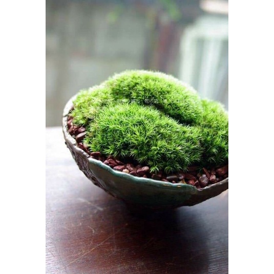 Rêu leucobryum, cushion cho bể terrarium, bonsai hôp 10x15cm