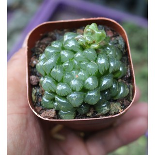 Chậu sen đá Kim Cương màu xanh lá cây