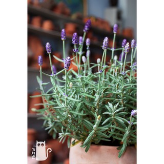 CÂY LAVENDER - CÂY OẢI HƯƠNG (CÓ HOA)