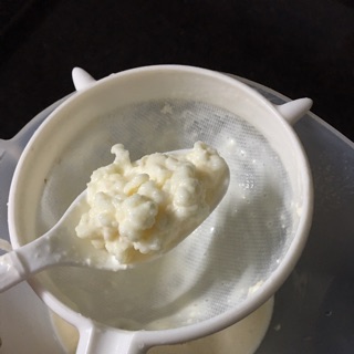 Nấm sữa kefir/ milk kefir/ nấm làm sữa chua