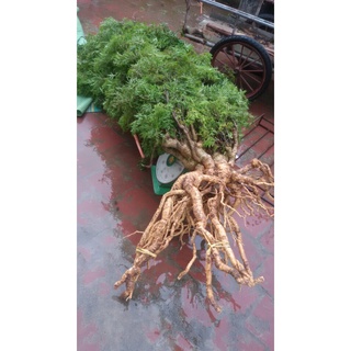 Cây giống Đinh Lăng lá nhỏ [ CÂY KHỎE ].