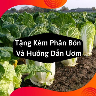 Combo 2 Gói Hạt Giống Rau Cải Thảo
