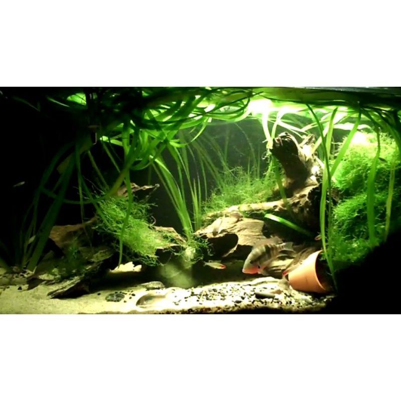 Bó 10 cây Cỏ tóc tiên thủy sinh - cây thủy sinh hậu cảnh