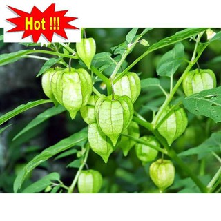 Hạt giống Anh đào đất, cây Thù dù, cây Tầm bóp (100 hạt)