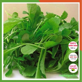 Hạt giống cải bẹ xanh ăn non thuộc loại rau củ quả trồng quanh năm dễ trồng