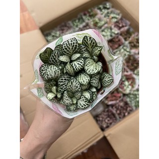 CẨM NHUNG - CÂY MAY MẮN