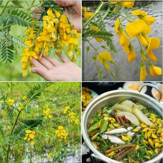 Hạt Giống Cây Bông Hoa Điên Điển, Chất Lượng F1 - 50 hạt (TẶNG gói kích thích hạt nảy mầm)