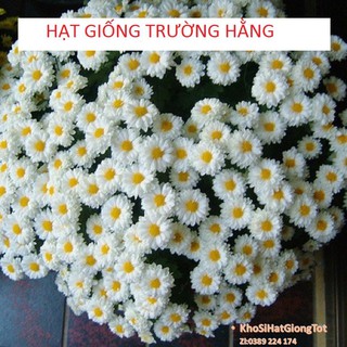 Gói 50 Hạt Giống Hoa Cúc Chi Trắng - 60cm Shasta (Chrysanthemum)