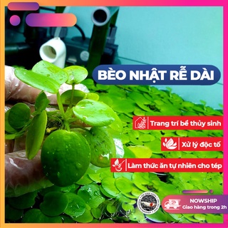 [CHỈ HỎA TỐC] Bèo Nhật (Thả Bể Thủy Sinh, Bể Cá, Trang Trí,....) - [Tép Xinh Aqua]