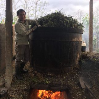 Dầu tràm Huế Nguyên Chất