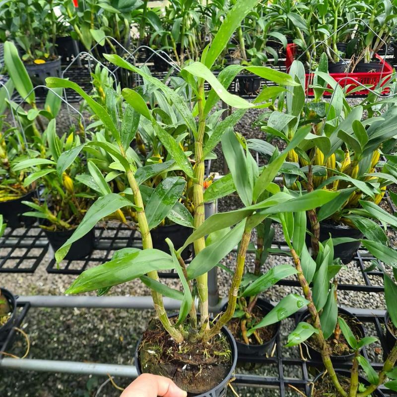 Phong lan Gatton Sunray trưởng thành sắp hoa