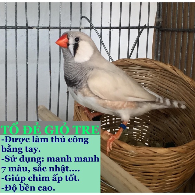 TỔ ĐẺ GIỎ TRE CHO CHIM CẢNH (manh manh, sắc nhật, bảy màu)