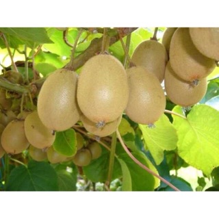 Hạt giống Kiwi F1 ☘️ (30 H)