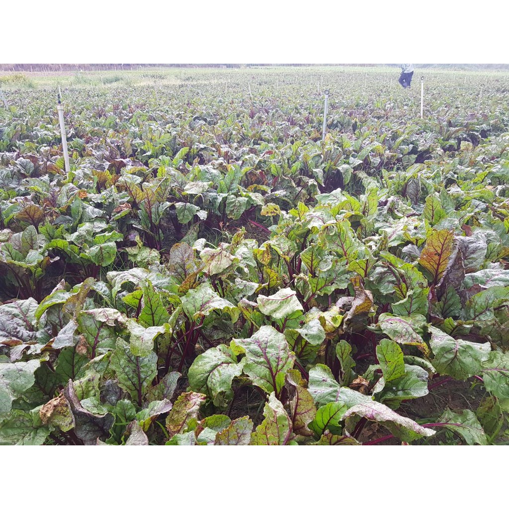 Bún/ Mì Rau Củ Nguyên Minh (MORIS) - Hộp 300g - Mỗi cọng bún 1 cọng rau, dai ngon bổ dưỡng phù hợp cho cả Bé ăn dặm | BigBuy360 - bigbuy360.vn