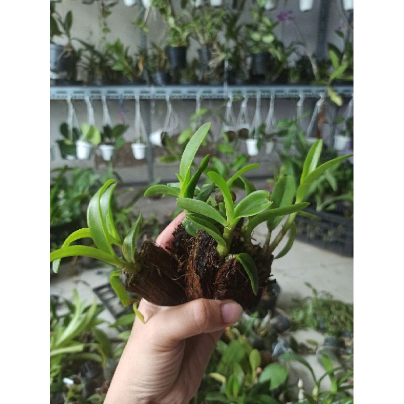 Hoa lan denro nắng thơm pensoda